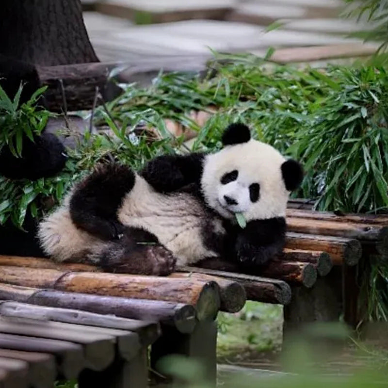 10 Days Private Tour of Beijing - Xi'an - Chengdu - Shanghai