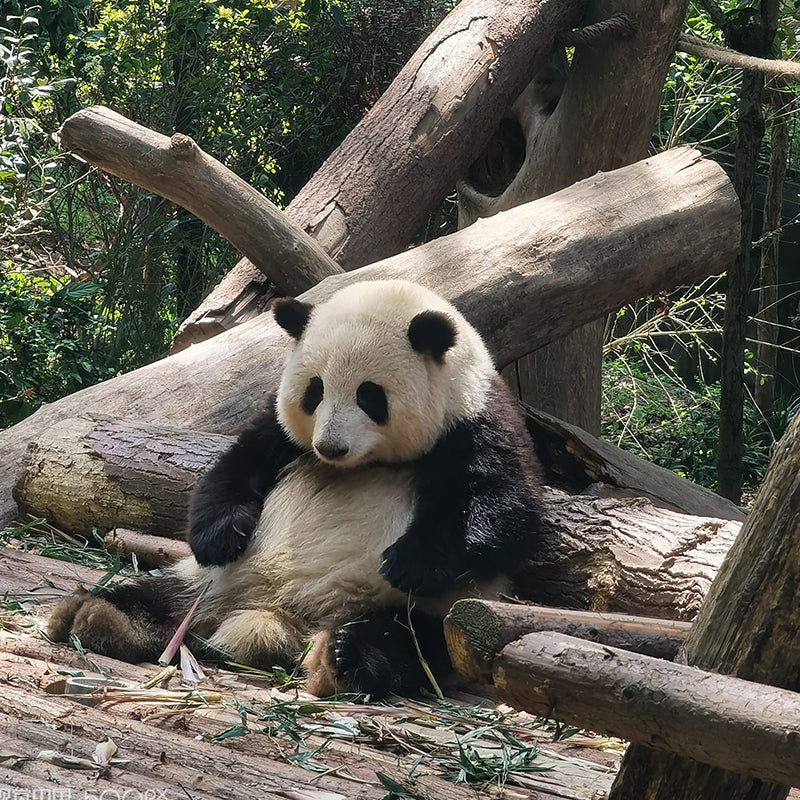 10 Days Private Tour of Beijing - Xi'an - Chengdu - Shanghai