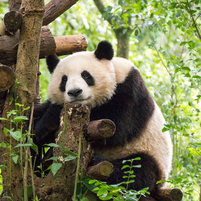 10 Days Private Tour of Beijing - Xi'an - Chengdu - Shanghai