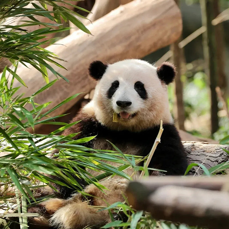 10 Days Private Tour of Beijing - Xi'an - Chengdu - Shanghai